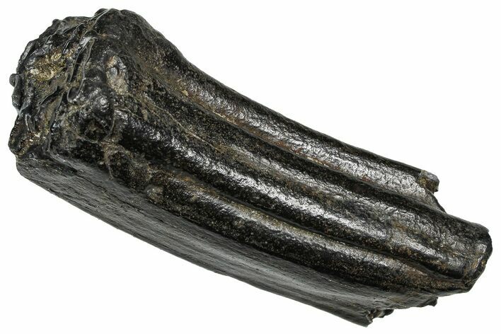 Pleistocene Aged Fossil Horse Tooth - South Carolina #374135